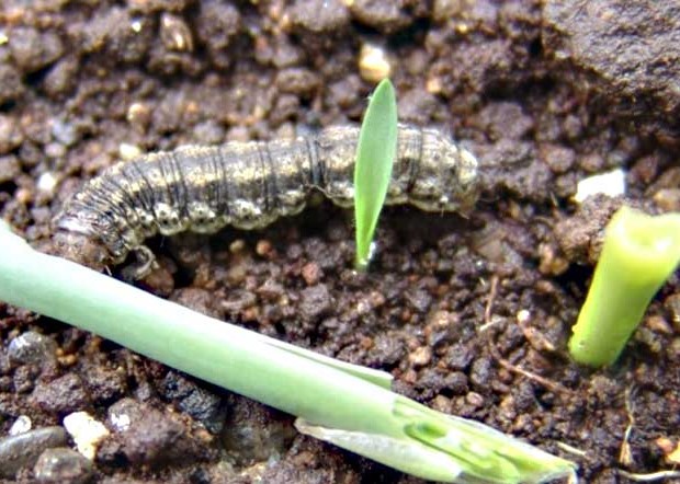 cut worm