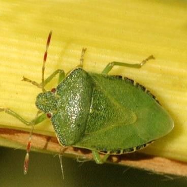 Carpet bug