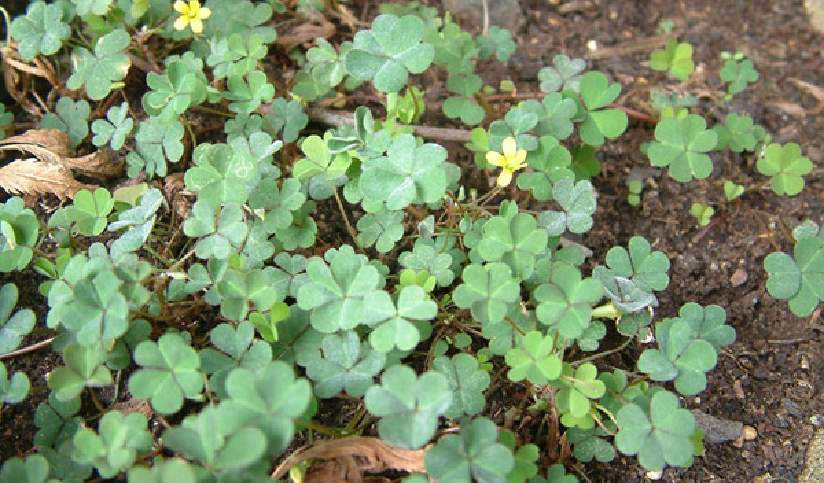 Oxalis Control of Oxalis Weed in Gardens and Lawns Kiwicare