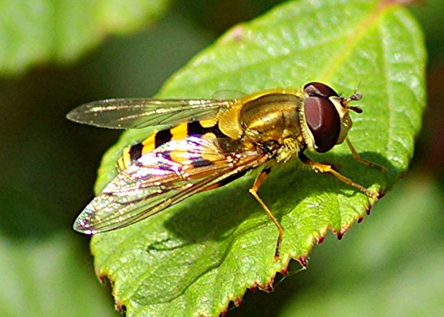 Fly Stock Photo - Download Image Now - Flying, Insect, Fly