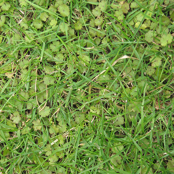 Hydrocotyle - Control of hydrocotyle weed in lawns.