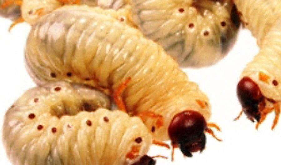 Maggots - Control of Maggot Pests in and Around Homes.