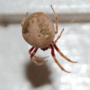 orb-web-spider.jpg