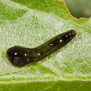 Pear Slugs - Control of pear slugs on garden plants.