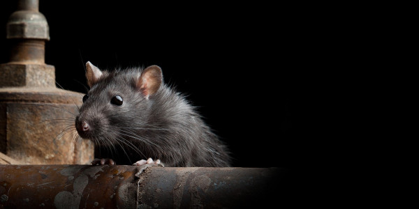 Do Rats & Mice Need Water with Their Bait?