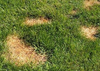 Pet Urine - Prevention of Pet Urine Damage of Lawns. | Kiwicare