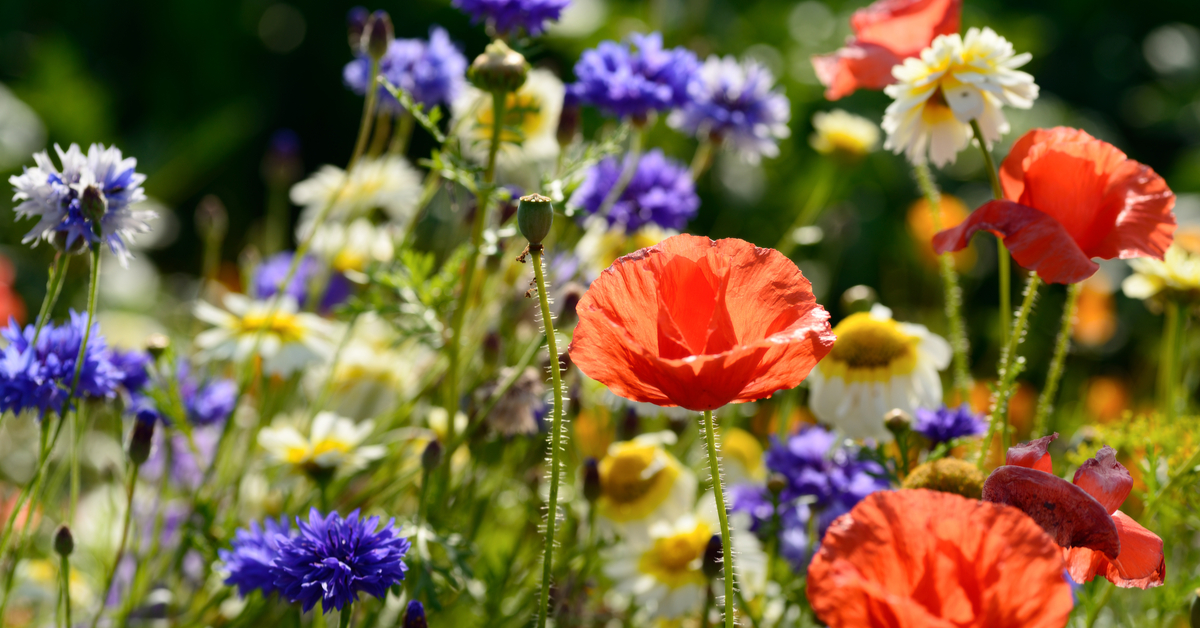 Advice What Are Wild Flowers