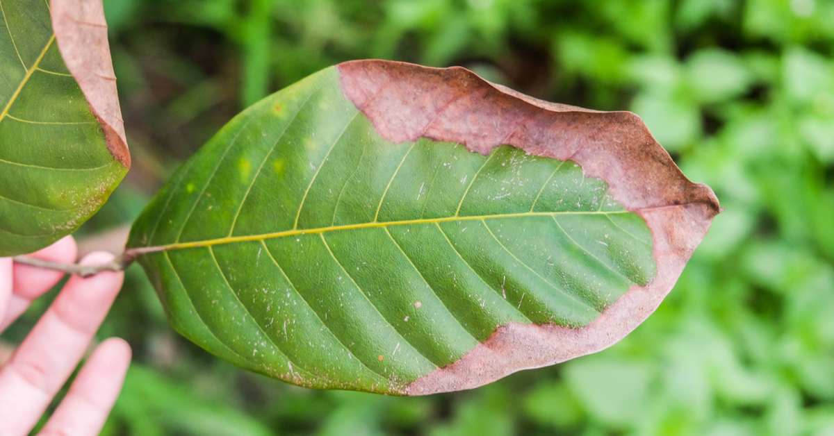 Potassium Deficiency Deficiency in Plants.