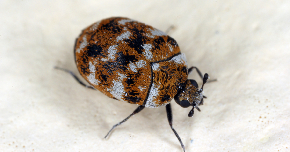 Carpet beetle trap 10-pack - Eliminate carpet beetles