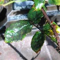 Sooty Mould - Control of Sooty Mould on Plants. | Kiwicare