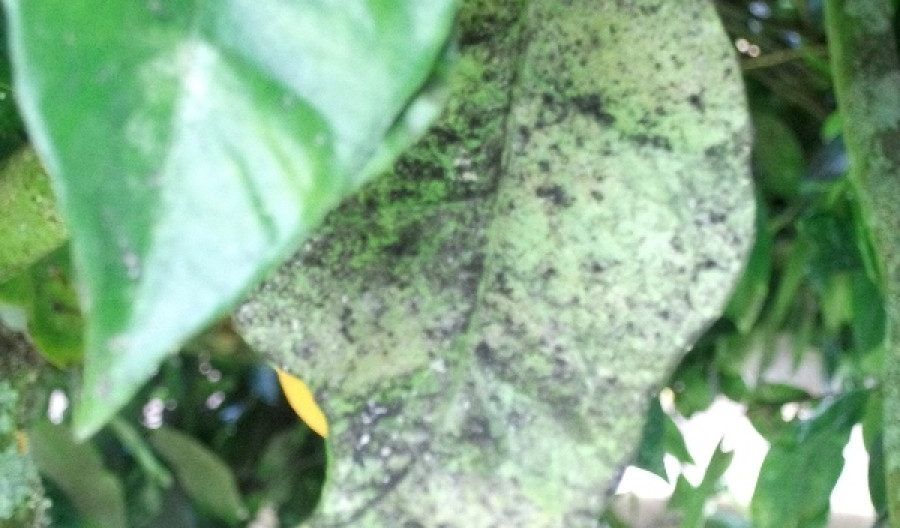 Sooty Mould - Control of Sooty Mould on Plants. | Kiwicare