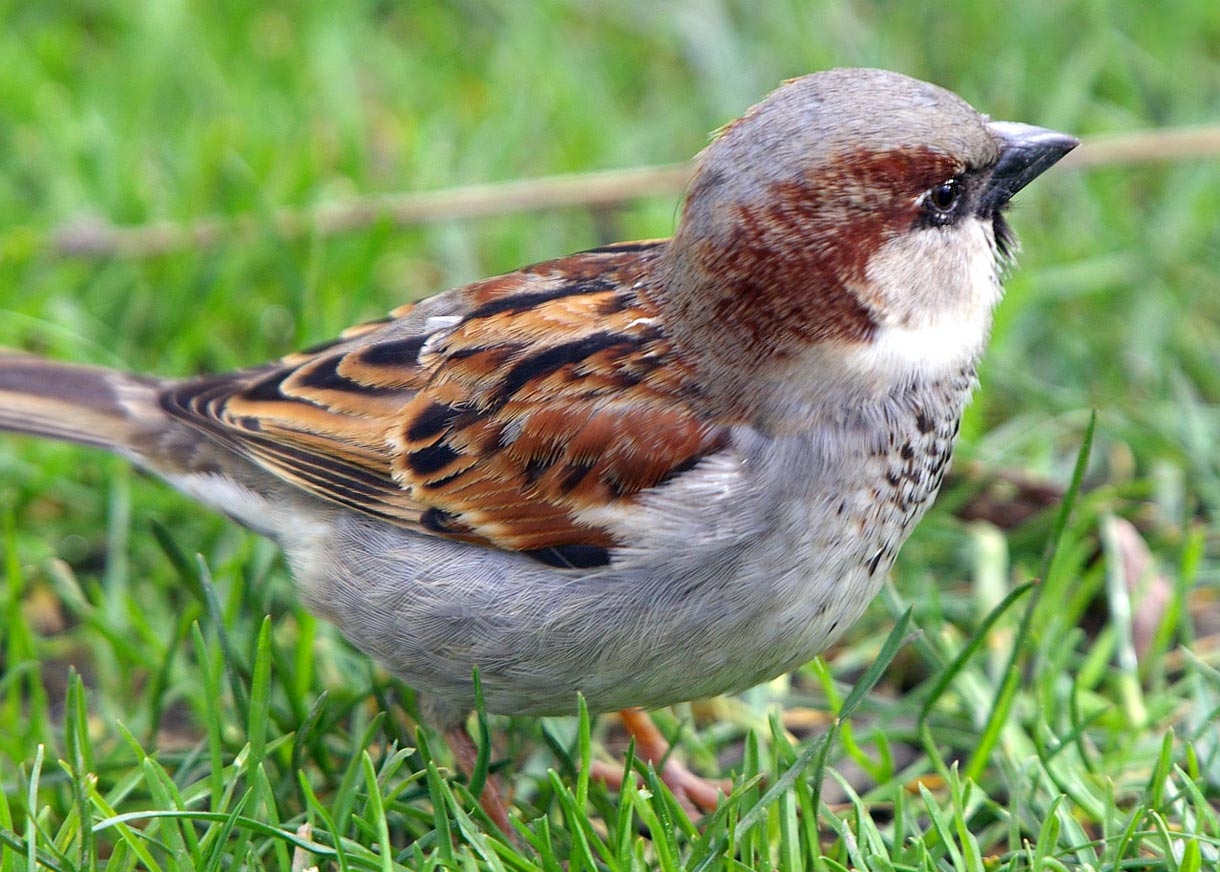 How to Stop Birds Eating Grass Seed Kiwicare
