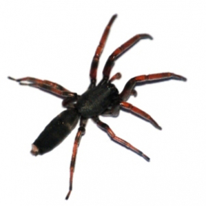 White tailed spider