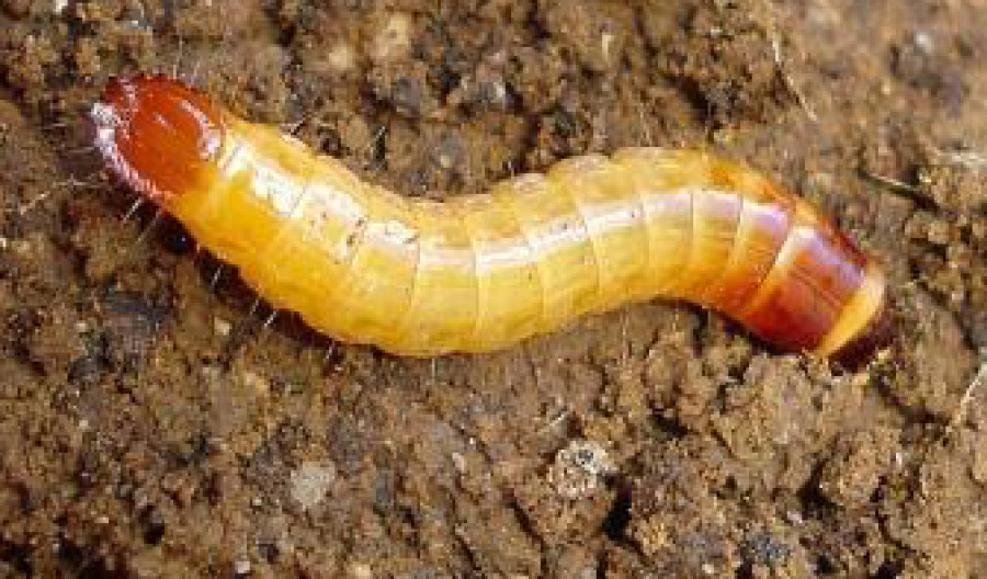 Wireworm - Control of Wireworm Pests in Garden Soils. | Kiwicare