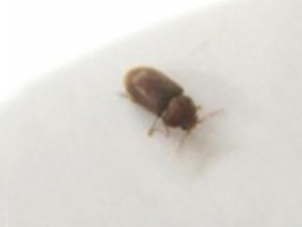 Advice Identify Small Brown Beetles