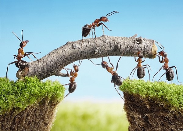 How to Control Ants in Your Garden Pest Control Kiwicare