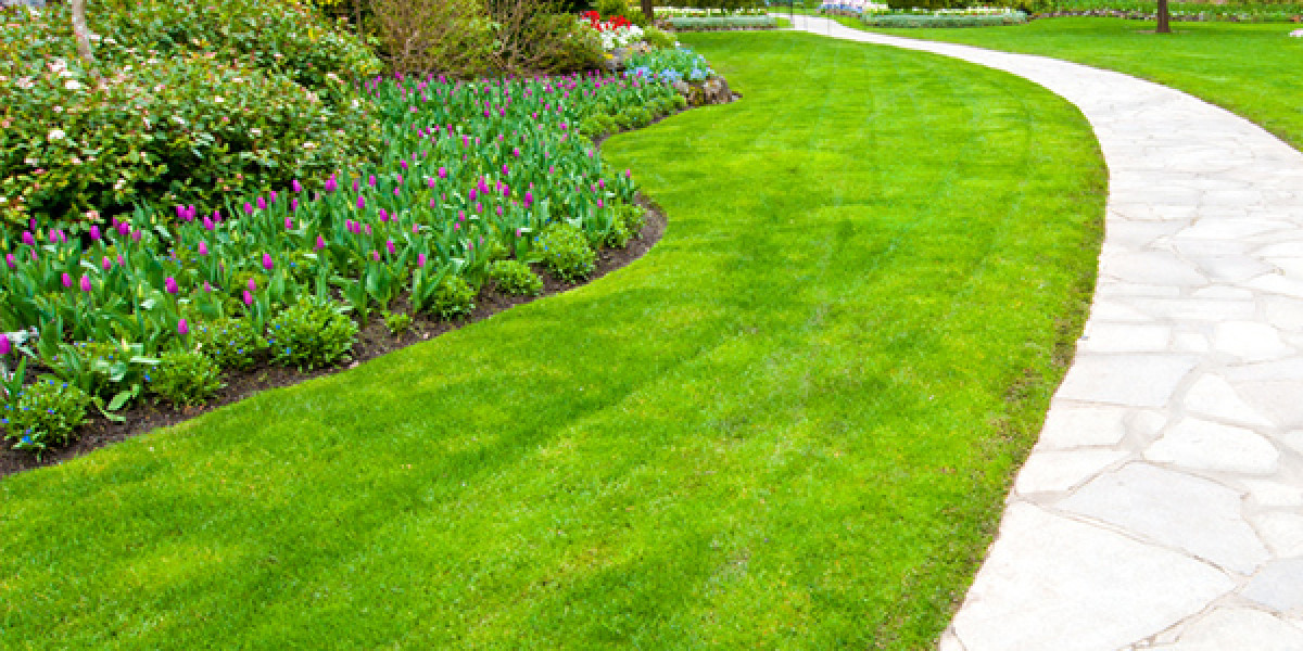Advice How to Thicken Your Lawn in 5 Easy Steps Kiwicare