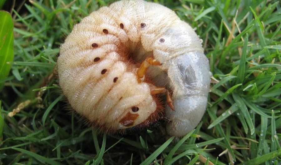 Grass Grub - Control of Grass Grub Pests in Lawns