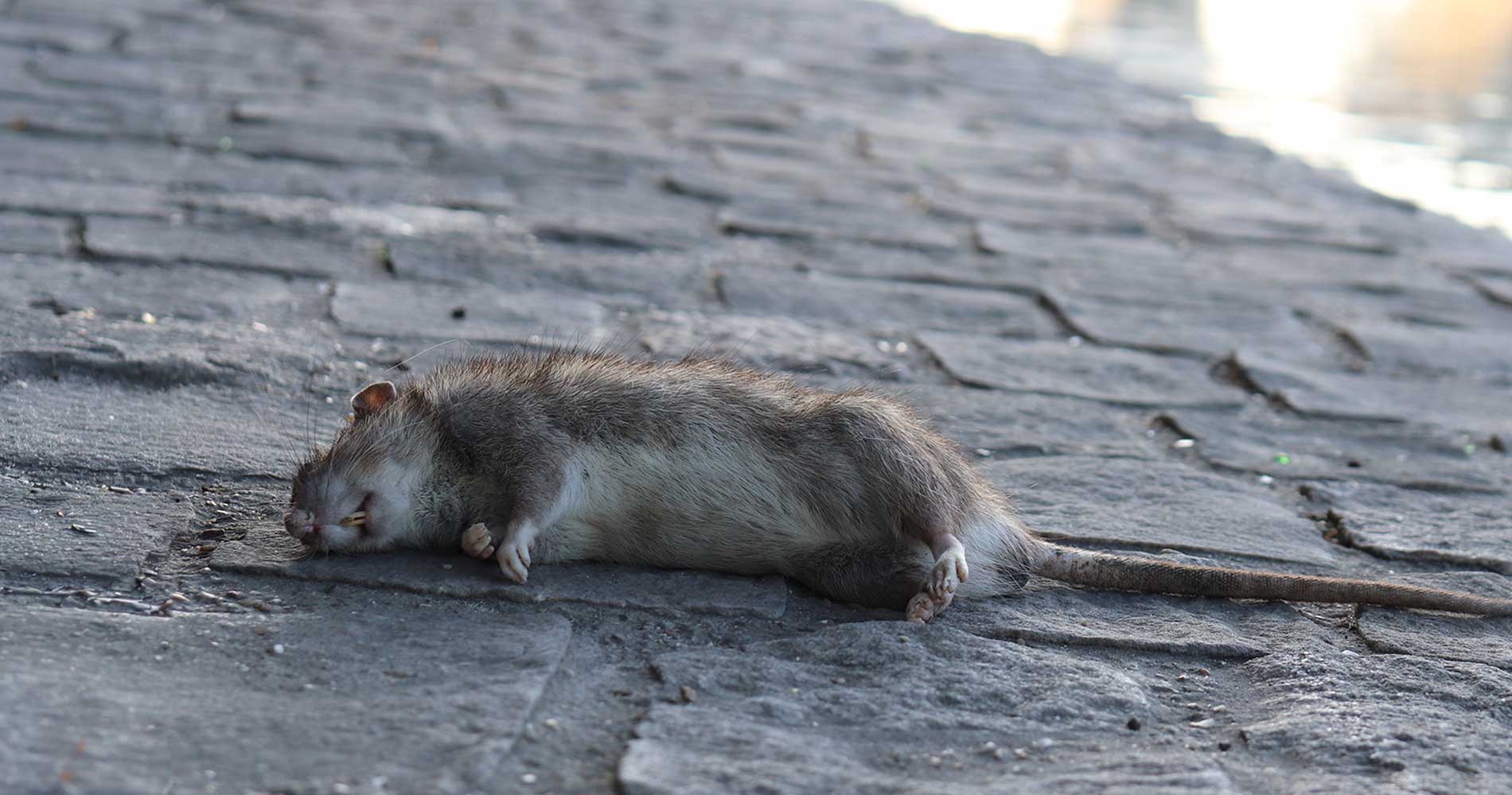 Dual Baiting: The Smarter Way to Get Rid of Rats and Mice | Kiwicare
