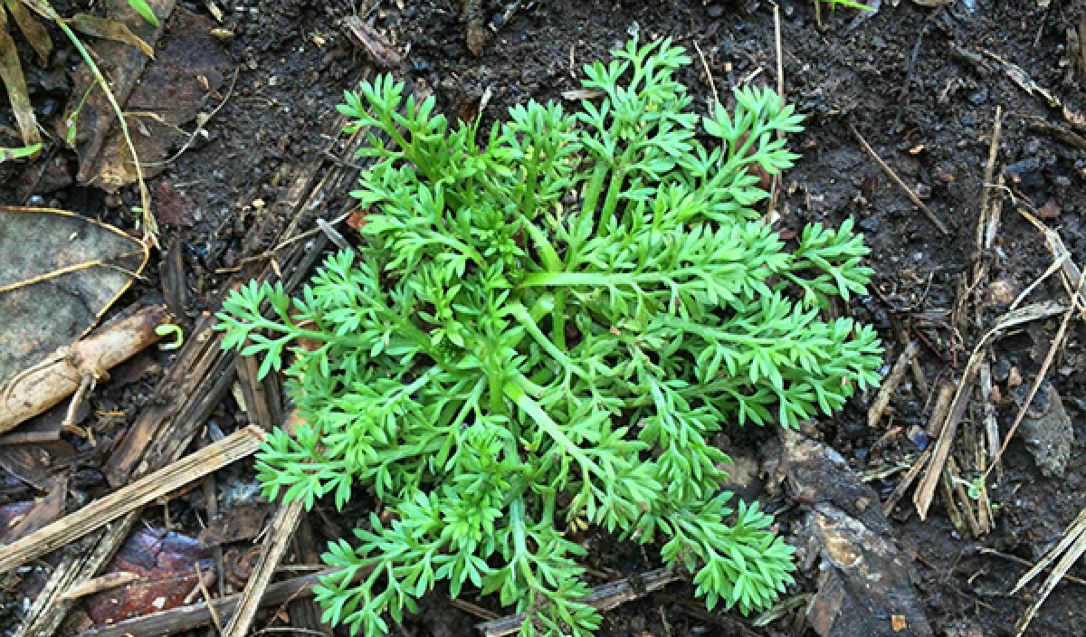How to Get Rid of Onehunga Prickle Weed in Lawns Kiwicare