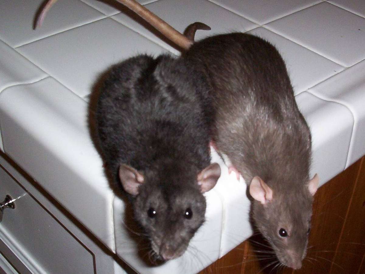 Едят ли мышей. Мыши в доме. Мышь квартирная. Мышь Подвальная. Крыса.