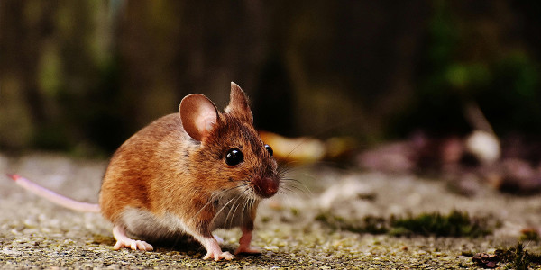 Rodent Traps vs Baits: Choosing the Right Rodent Control Method for Your  Needs