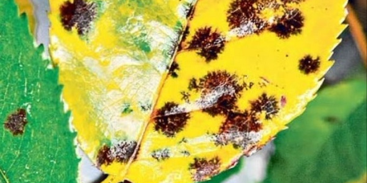 Advice - How to Spray Roses to Protect Them | Kiwicare