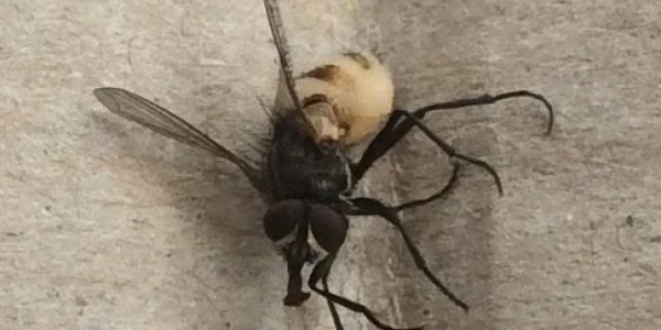 Zombie_Fly__FocusFillWyIwLjAwI