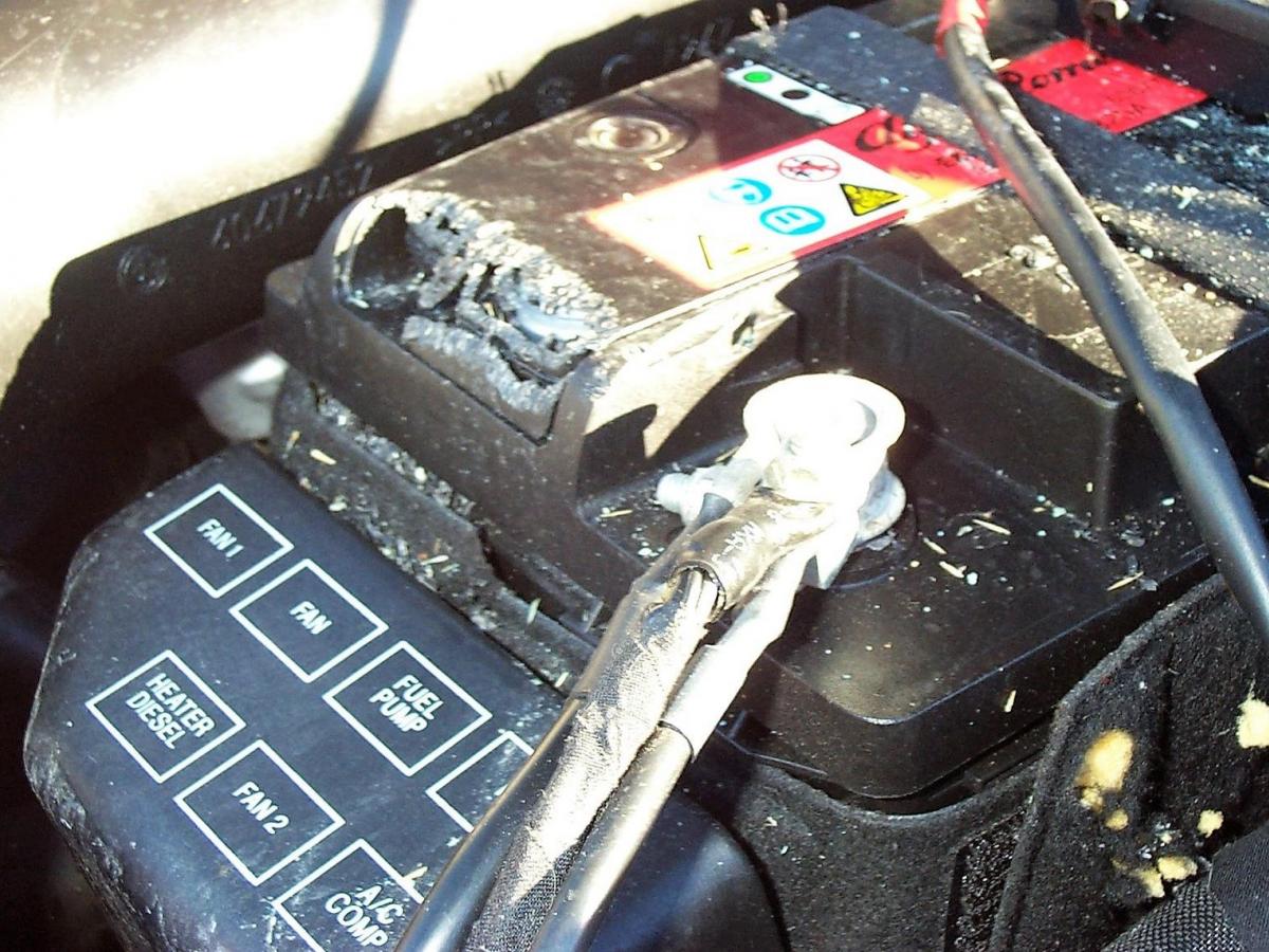 Rodent Damage in Vehicles
