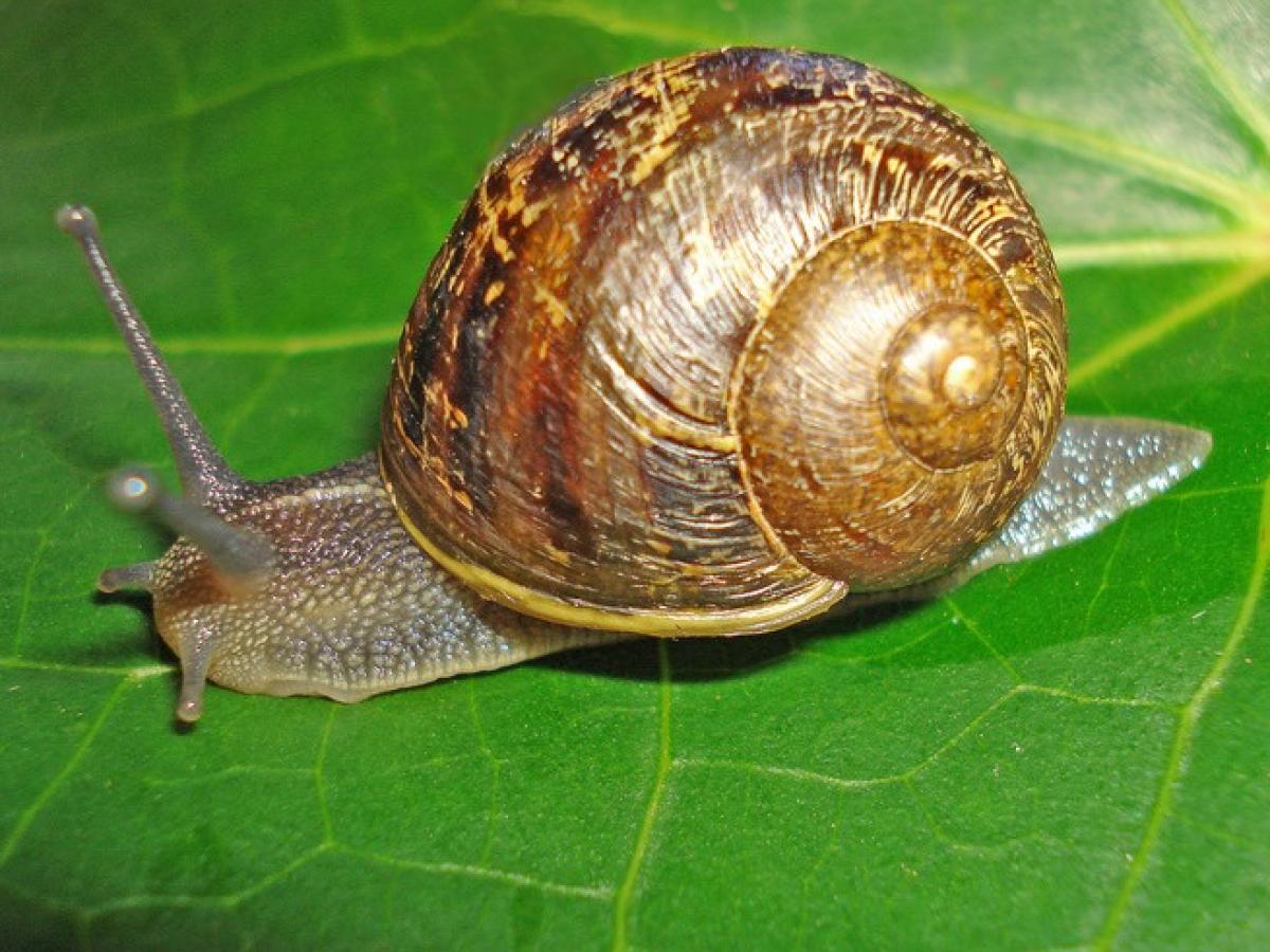 Advice How To Control Slugs And Snails