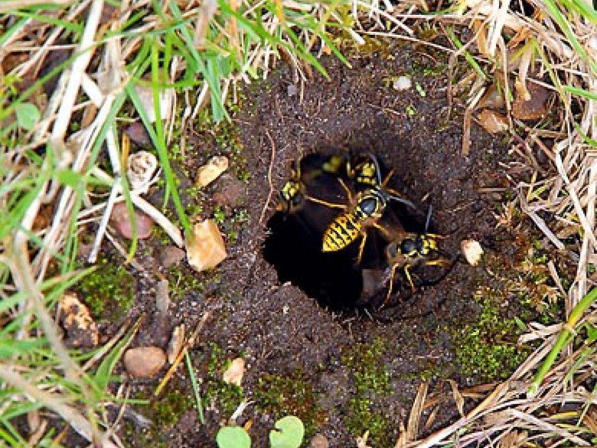 How to Find Wasp Nests
