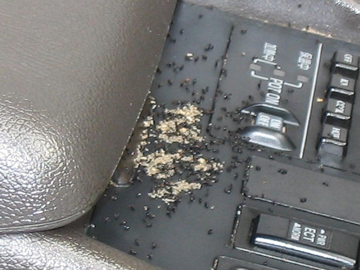 Ants in car
