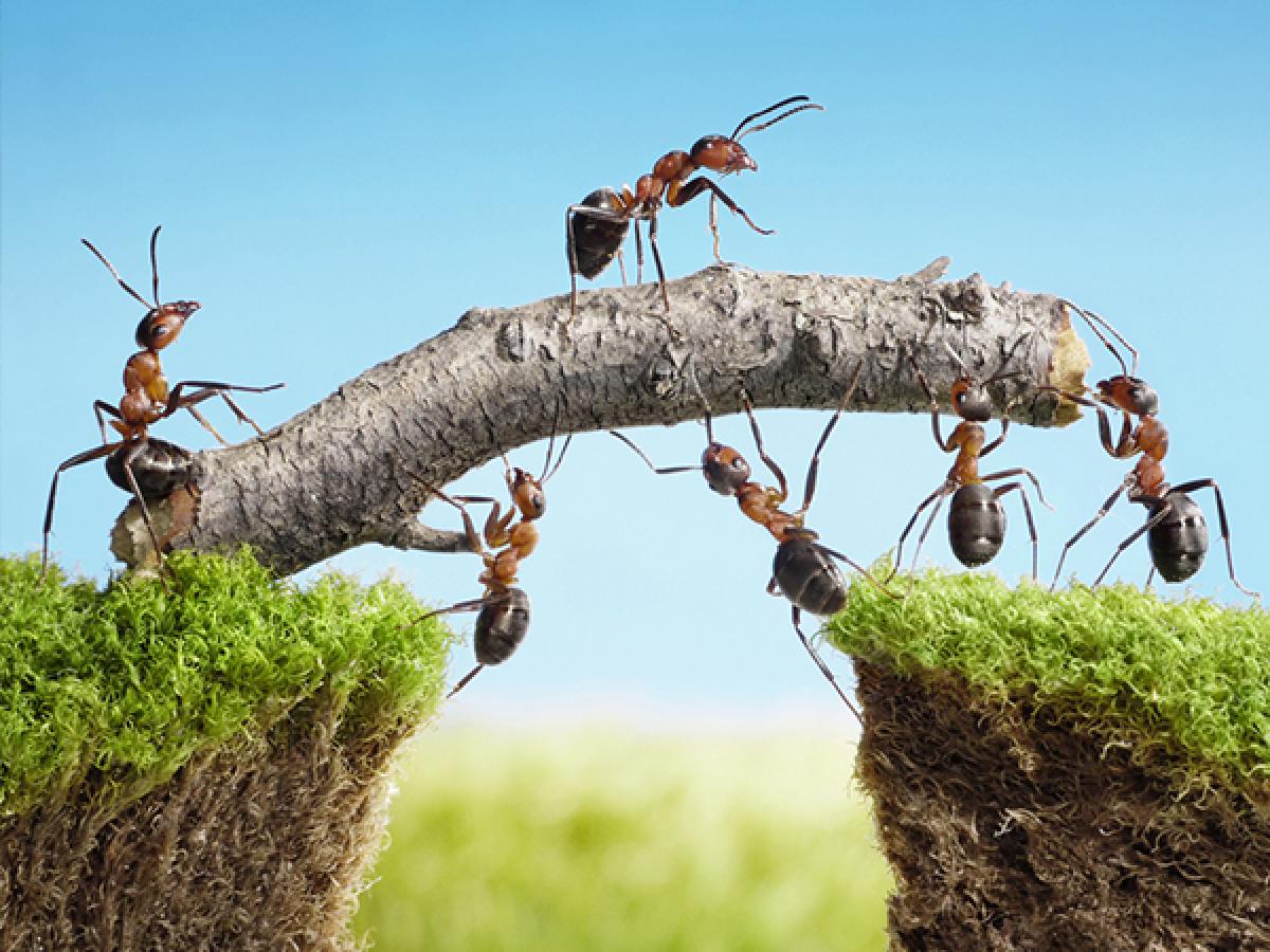 Why are Ants Ignoring the Bait?