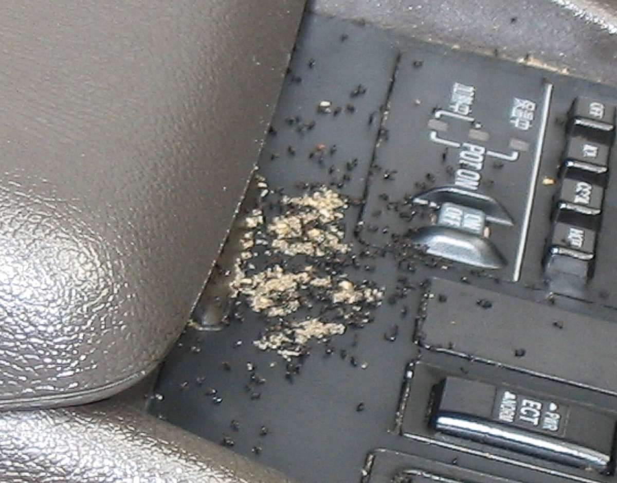 Ants in car
