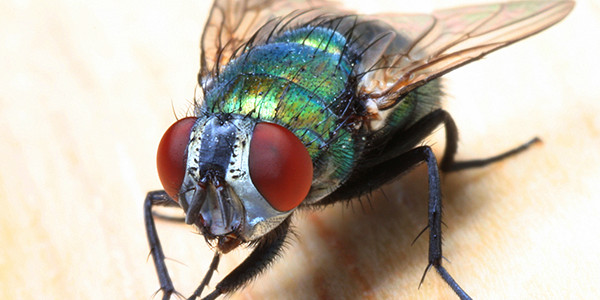 How to Get Rid of Flies - An Easy DIY Fly Control Programme