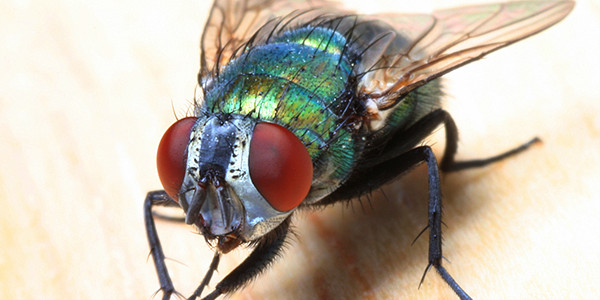 How To Get Rid Of House Flies