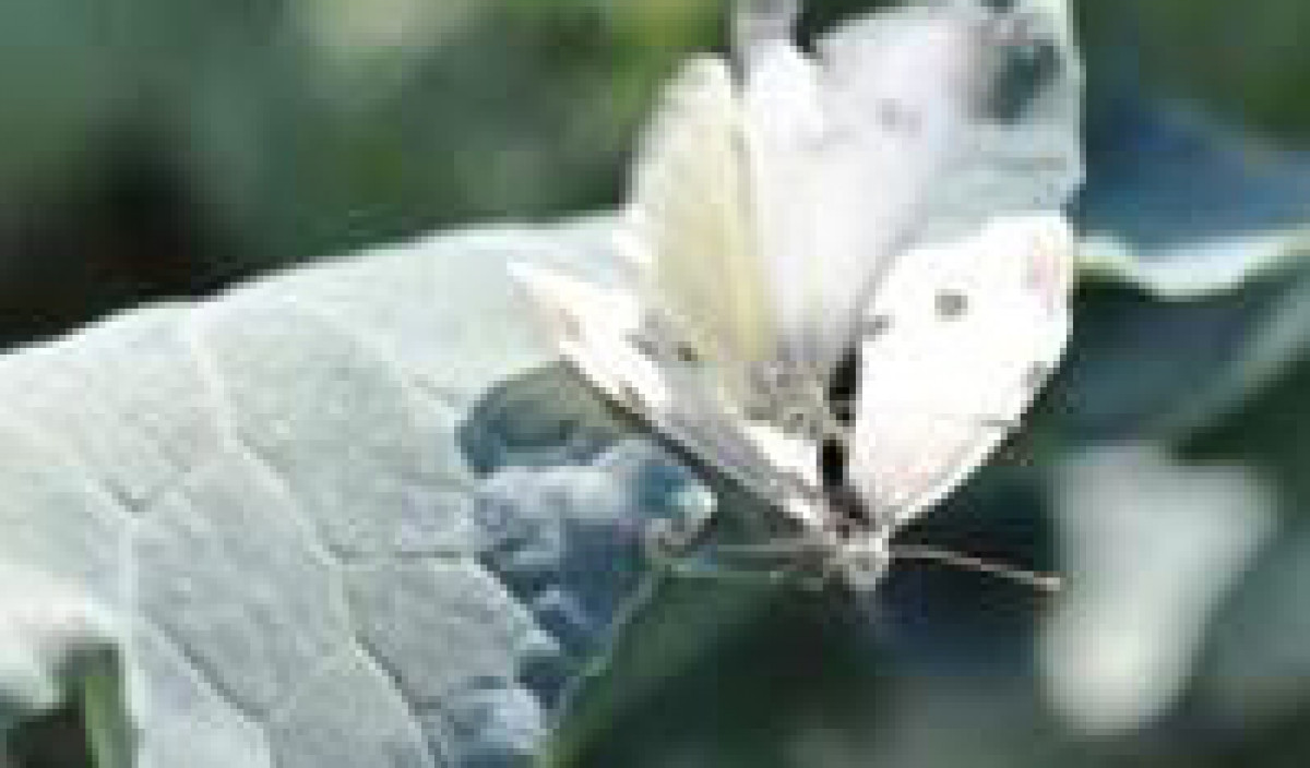 White Butterfly Caterpillars Control of Caterpillars Kiwicare